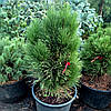 Сосна чорна Грін Тауер / С20 / h 60-70 / Pinus nigra Green Tower, фото 2