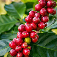 Кава "Арабіка". Саджанці.
Кавове дерево. 
Coffea arabica.