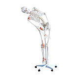 Анатомічна модель скелета людини HeineScientific Збірна модель скелета людини Детальна модель скелета людини, фото 2