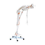 Анатомічна модель скелета людини HeineScientific Збірна модель скелета людини Детальна модель скелета людини, фото 3