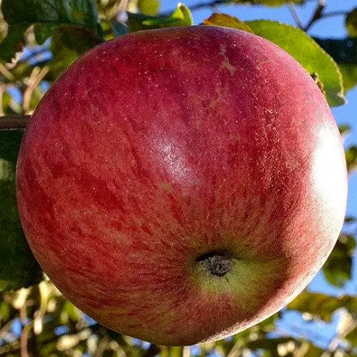Яблоня Хоней Крісп (пізньо осінній сорт) Предзамовлення на осінь