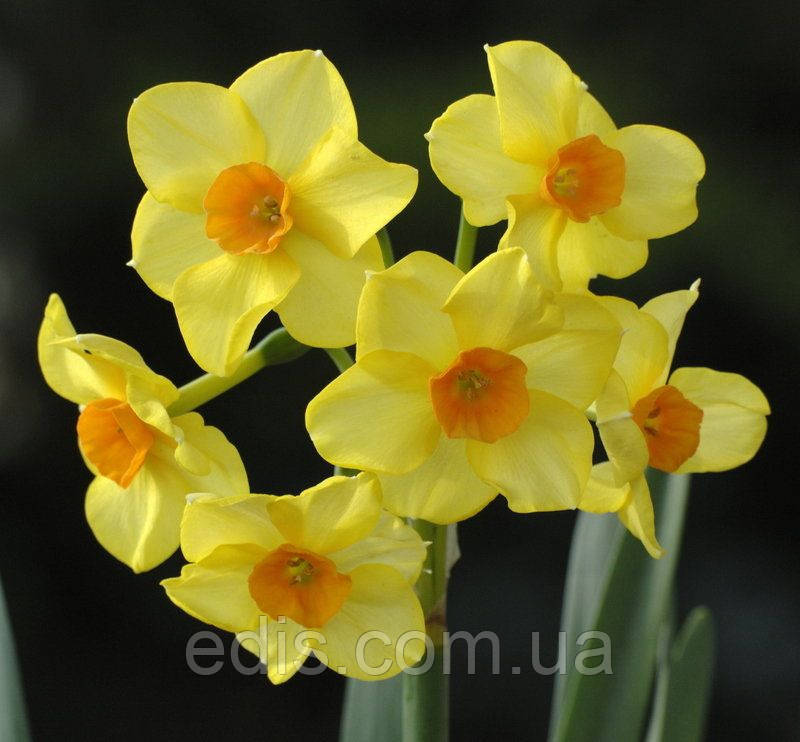 Нарцис Мультифлора Martinette (Мартінет) 10/12 1 цибулина