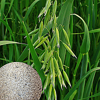 Сидерат Овес семена ( 0.1 кг )
