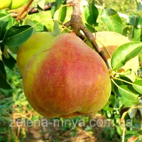 Груша Микола Крюгер (осінній термін дозрівання), фото 1