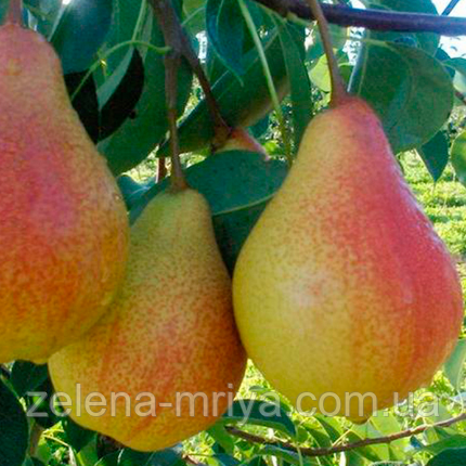 Груша Улюблениця Клаппа (літній сорт), фото 1