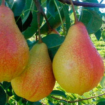 Груша Улюблениця Клаппа (літній сорт)