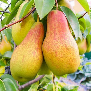 Груша Талгарська красуня (осінній сорт)