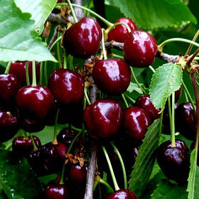 Черешня
