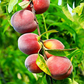 Персик і Нектарин