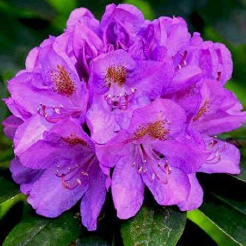 Рододендрон катевбінський Грандіфлорум (Grandiflorum) контейнер 2,5 роки, фото 1