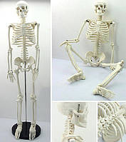 Модель скелета людини 45 см, Деталізована фігурка скелета людини, Анатомічний скелет людини