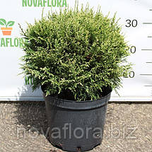 Туя західна 'Варієгата / Variegata' 5л 30-405см, фото 3