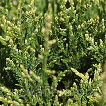 Туя західна 'Варієгата / Variegata' 5л 30-405см, фото 4