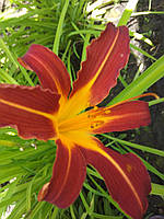 Лилейник красно-коричневый (Hemerocallis L.), корневище