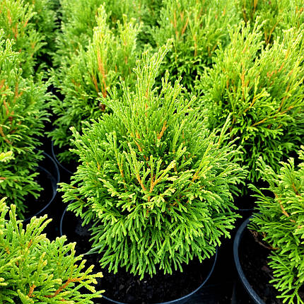 Туя західна Грін Бабл / С3 / Thuja occidentalis Green Bubble, фото 1