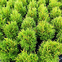 Туя західна Грін Бабл / С3 / Thuja occidentalis Green Bubble, фото 4