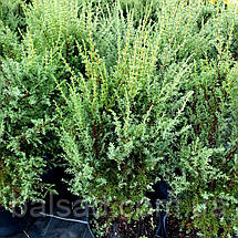 Ялівець звичайний Хіберніка / Juniperus Hibernica, фото 3