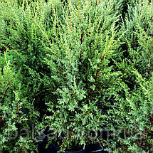 Ялівець звичайний Хіберніка / Juniperus Hibernica, фото 4