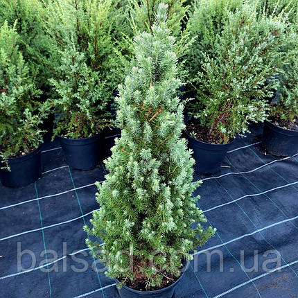 Ялина глаука Перфекта / C5 / h 50-60 / Picea glauca Perfecta, фото 1