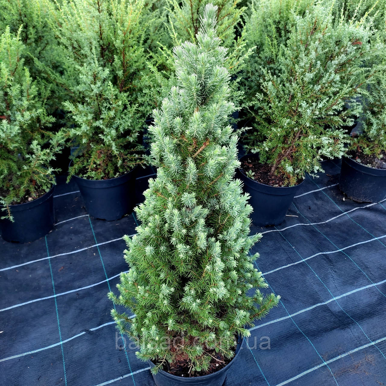 Ялина глаука Перфекта / C5 / h 50-60 / Picea glauca Perfecta
