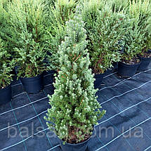 Ялина глаука Перфекта / C5 / h 50-60 / Picea glauca Perfecta, фото 3