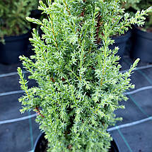 Ялівець Компресса / h 15-20 / Juniperus communis Compressa, фото 3