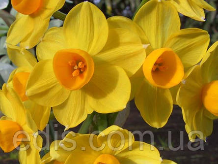 Нарцис Мультифлора Grand Soleir d'or 13/15 1 шт./уп., фото 2