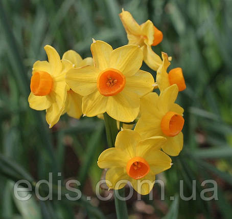 Нарцис Мультифлора Grand Soleir d'or 13/15 1 шт./уп., фото 1
