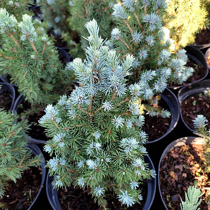 Ялина канадська Сандерс Блю / С3 / Picea glauca Sander's Blue, фото 2