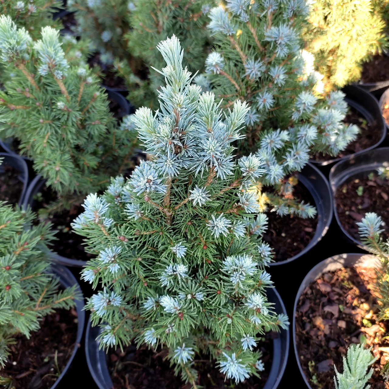 Ялина канадська Сандерс Блю / С3 / Picea glauca Sander's Blue