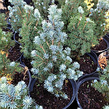 Ялина канадська Сандерс Блю / С3 / Picea glauca Sander's Blue, фото 2