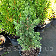Ялина канадська Коніка Десембер / С3 / Picea Conica December, фото 3
