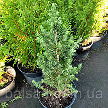 Ялина канадська Коніка Десембер / С3 / Picea Conica December, фото 4