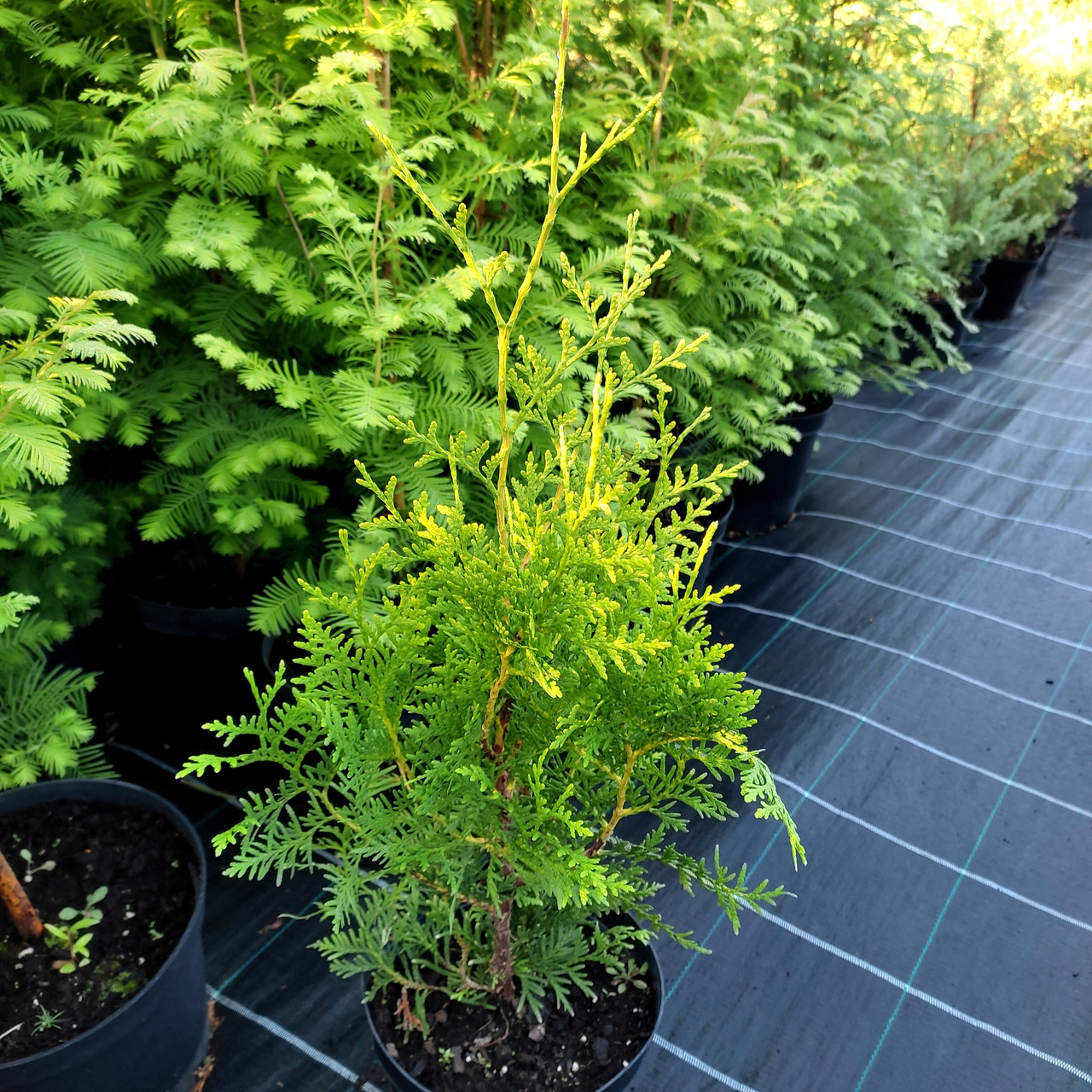 Туя західна Брабант / С3 / Thuja occidentalis Brabant