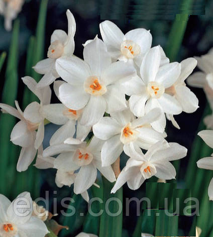 Нарцис Мультифлора Paperwhite 13/15 1 шт./уп., фото 1