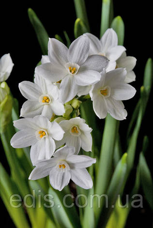 Нарцис Мультифлора Paperwhite 13/15 1 шт./уп., фото 2
