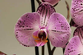 Саджанці орхідеї Cassie 2, горщик 1.7 зараз без квітів