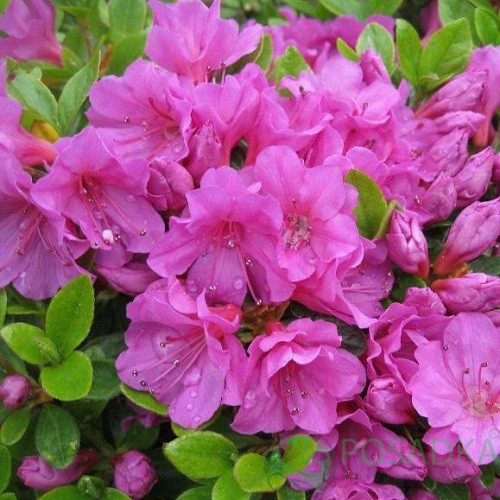 Азалія японська Гейша Пурпл (Geisha Purple) контейнер 1рік, фото 1