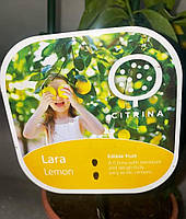 Лимон "Lara.
Цитрус Lemon Lara.
