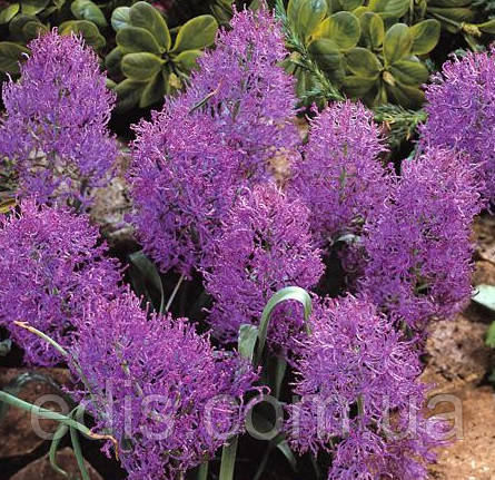 Мускарі Comosum Plumosum 5 цибулин, фото 1