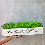 Біле кашпо зі стабілізованим мохом та нанесенням логотипу/назви від 20 см, фото 3