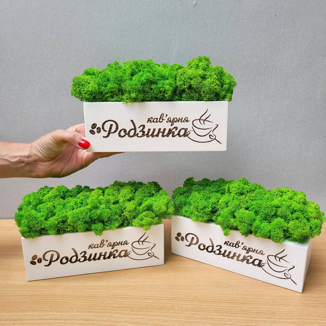 Біле кашпо зі стабілізованим мохом та нанесенням логотипу/назви від 20 см, фото 1