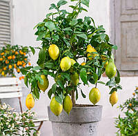 Лимон плодовий. Цитрус Lemon.