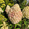 Гортензія волотиста Пінк Роуз / С7,5 / Hydrangea Pink Rose, фото 5