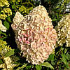 Гортензія волотиста Пінк Роуз / С7,5 / Hydrangea Pink Rose, фото 6