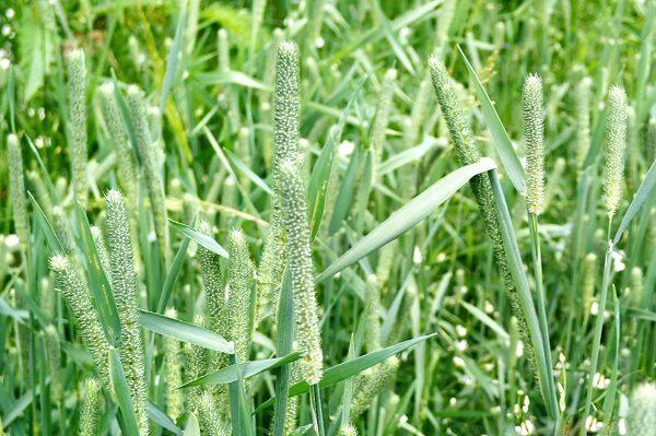 Насіння трава кормова Тимофіївка 100г