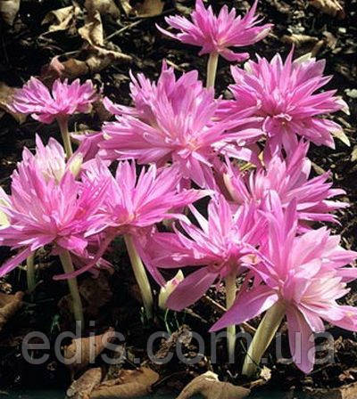 Колхикум (пізньоцвіт) Waterlily 1 цибулина 14/+, фото 2