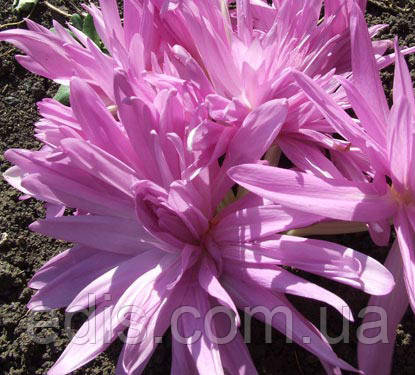 Колхикум (пізньоцвіт) Waterlily 1 цибулина 14/+, фото 1