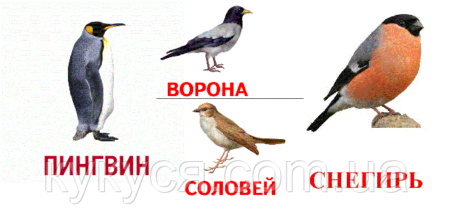 Развивающие карточки Птицы с фактами