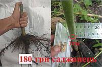 Павловнія морозостійка. Однорічні дерева сорту Shan Tong, діаметр стовбура 1 см, висота 3-4 м 1